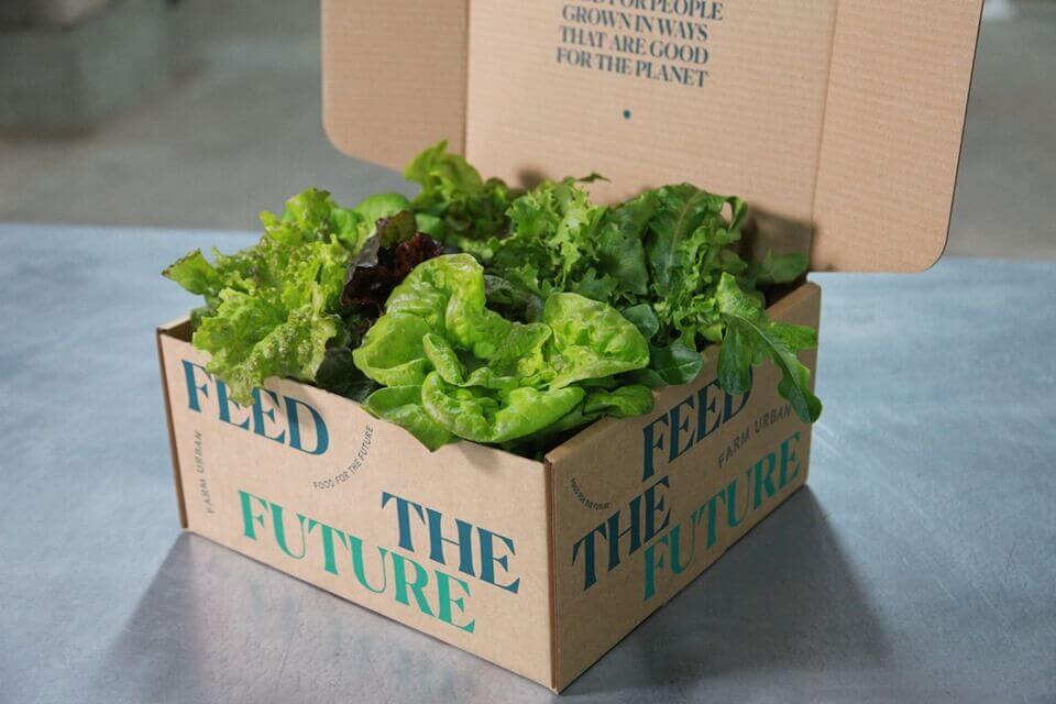 lettuce in a box  