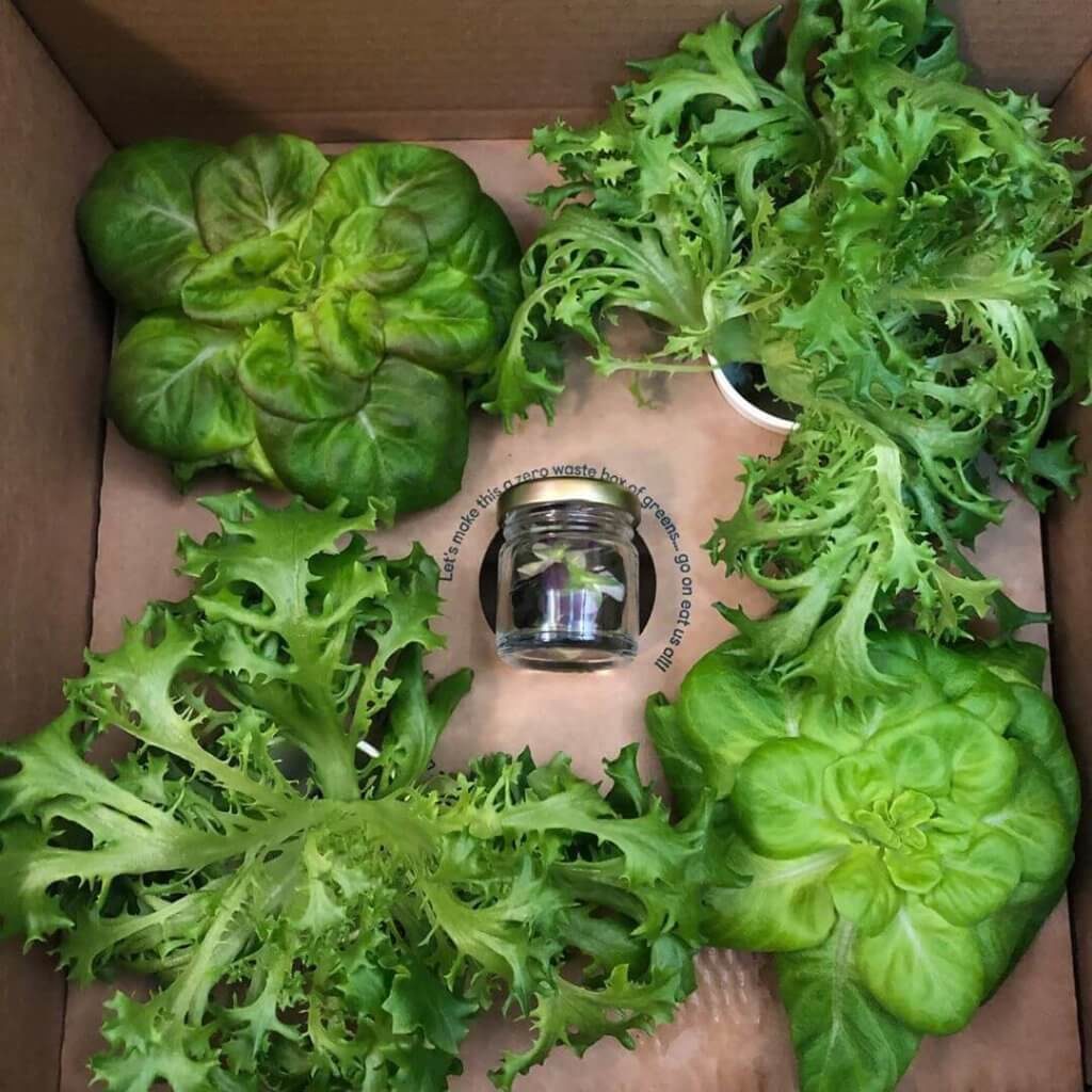 2nd box lettuce 